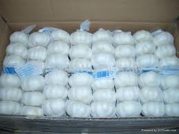fresh pure white garlics  Made in Korea